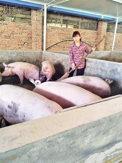 断指农妇是养猪能手 与猪“同吃同睡”钻研养猪技术